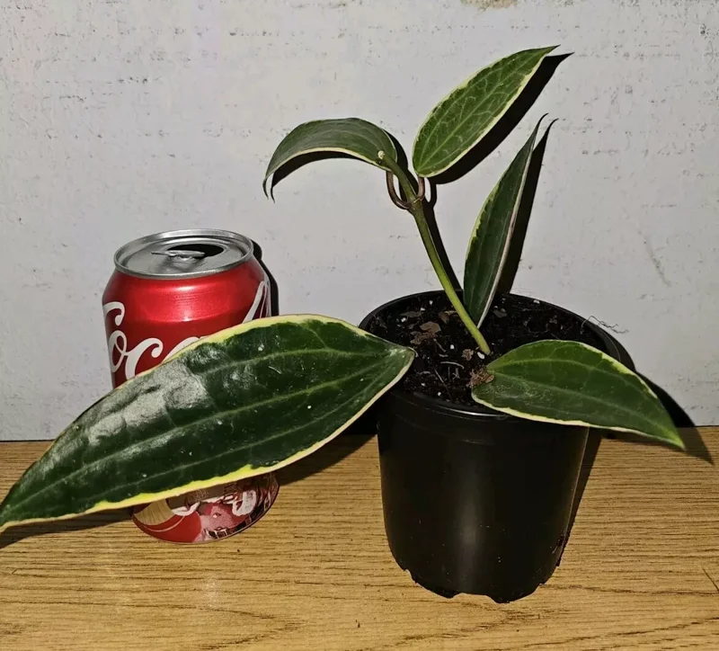 Hoya Macrophylla Variegated - 7-10" Tall Live Plant in 4" Pot