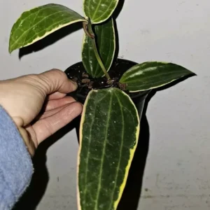 Hoya Macrophylla Variegated - 7-10