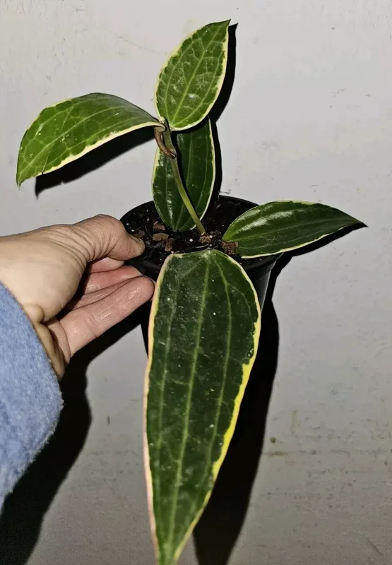 Hoya Macrophylla Variegated - 7-10" Tall Live Plant in 4" Pot