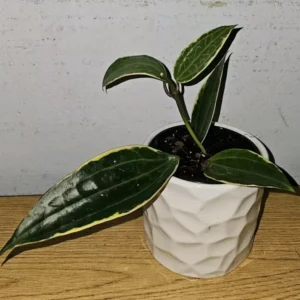 Hoya Macrophylla Variegated - 7-10