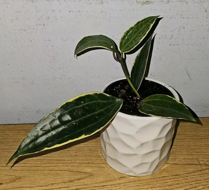 Hoya Macrophylla Variegated - 7-10" Tall Live Plant in 4" Pot