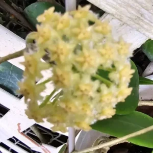 Hoya Mindorensis Live Plant - 5-7" Tall - Green & Yellow Wax Flower
