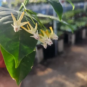 Hoya Multiflora Shooting Star - Flowering Houseplant - 4in Pot