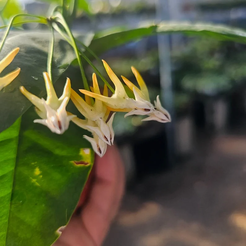 Hoya Multiflora Shooting Star - Flowering Houseplant - 4in Pot