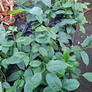 Hoya Multiflora Shooting Star - Flowering Houseplant - 4in Pot