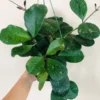 Hoya Obovata Plant - 2 Inch Potted Indoor Plant