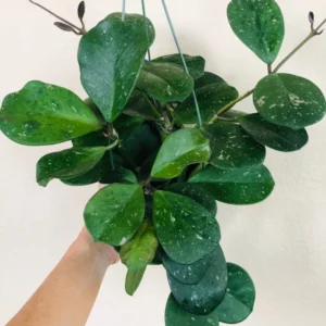 Hoya Obovata Plant - 2 Inch Potted Indoor Plant