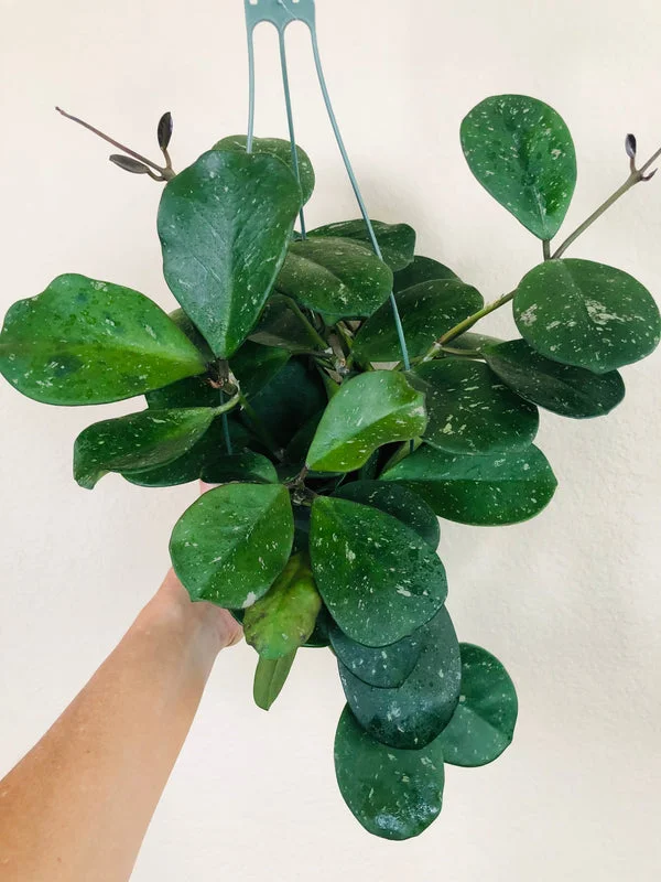 Hoya Obovata Plant - 2 Inch Potted Indoor Plant