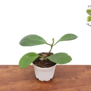 Hoya Obovata Plant - 2 Inch Potted Indoor Plant