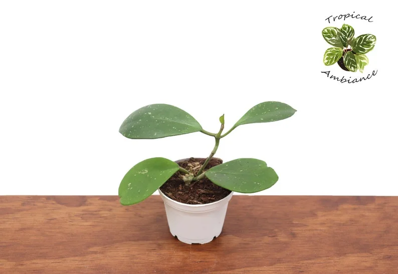 Hoya Obovata Plant - 2 Inch Potted Indoor Plant