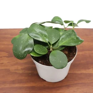 Hoya Obovata Plant - 8 Inch Potted Indoor Plant