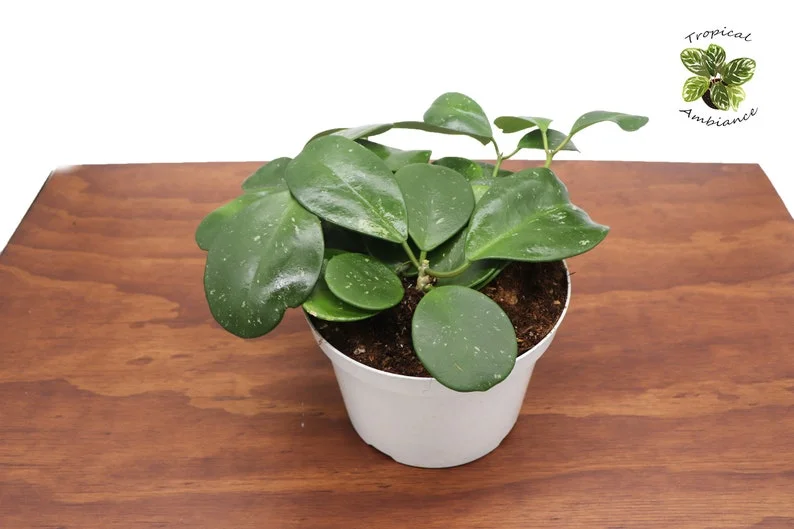 Hoya Obovata Plant - 8 Inch Potted Indoor Plant