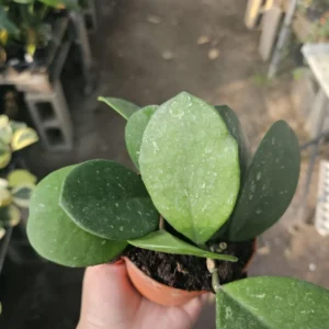 Hoya Obovata Splash - 4in Pot - Rare Hoya Cuttings for Indoor Decor