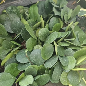 Hoya Obovata Splash Rooted Cutting - Tropical Houseplant - Beautiful Greenery
