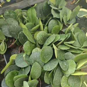 Hoya Obovata Splash Rooted Cutting - Tropical Houseplant - Beautiful Greenery