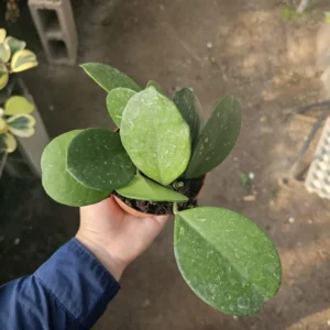 Hoya Obovata Splash Rooted Cutting - Tropical Houseplant - Beautiful Greenery