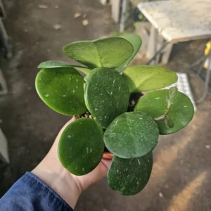 Hoya Obovata Splash Rooted Cutting - Tropical Houseplant - Beautiful Greenery
