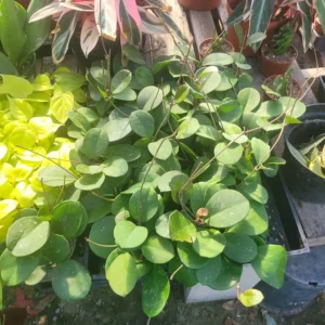 Hoya Obovata Splash Rooted Cutting - Tropical Houseplant - Beautiful Greenery