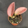 Hoya Penny's Treat MB1405B - Hybrid Hoya - Rooted Plant in 2.5" Pot