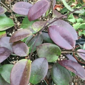 Hoya Penny's Treat MB1405B - Hybrid Hoya - Rooted Plant in 2.5