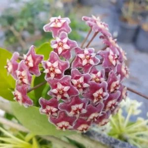 Hoya Pubicalyx Mottled-Silver Leaf 5" Wax Plant Tropical Vine