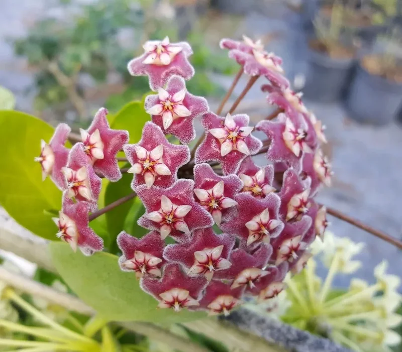 Hoya Pubicalyx Mottled-Silver Leaf 5" Wax Plant Tropical Vine