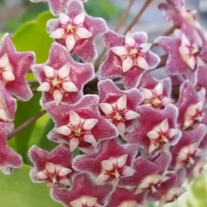 Hoya Pubicalyx Mottled-Silver Leaf 5