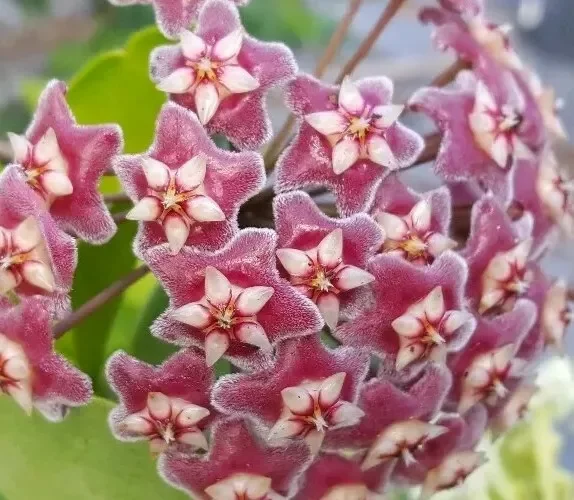 Hoya Pubicalyx Mottled-Silver Leaf 5" Wax Plant Tropical Vine