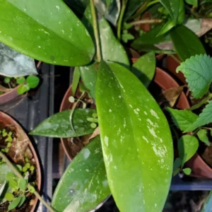 Hoya Pubicalyx Mottled-Silver Leaf 5