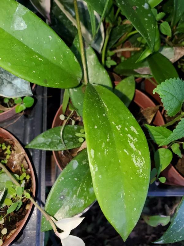 Hoya Pubicalyx Mottled-Silver Leaf 5" Wax Plant Tropical Vine
