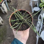 Hoya Retusa 4 Inch Pot - Indoor Trailing Plant - Beautiful Hoya Vine