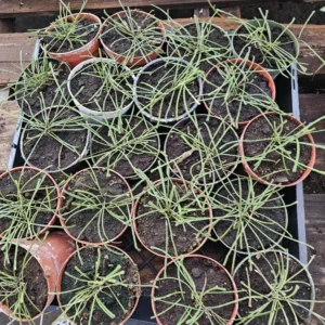 Hoya Retusa 4 Inch Pot - Indoor Trailing Plant - Beautiful Hoya Vine