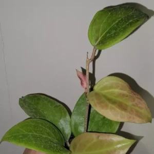 Hoya Sunrise Live Plant - 5-7
