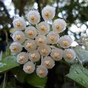 Hoya Sunrise Live Plant - 5-7