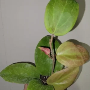 Hoya Sunrise Live Plant - 5-7