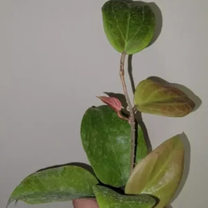Hoya Sunrise Live Plant - 5-7