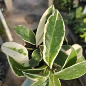 Hoya Tricolor Carnosa Krimson Queen Variegated Live Plant - Indoor Plants in 2 Inch Pot - Variegated Indoor Plant - Low Maintenance