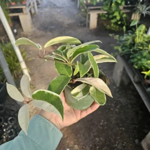 Hoya Tricolor Carnosa Krimson Queen Variegated Live Plant - Indoor Plants in 2 Inch Pot - Variegated Indoor Plant - Low Maintenance