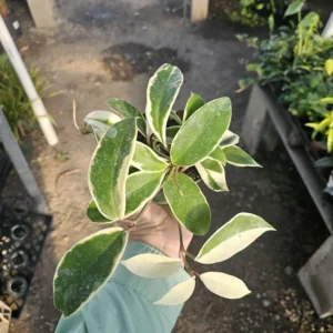 Hoya Tricolor Carnosa Krimson Queen Variegated Live Plant - Indoor Plants in 2 Inch Pot - Variegated Indoor Plant - Low Maintenance