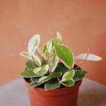 Hoya Tricolor Plant 2 inch Pot Indoor Vine
