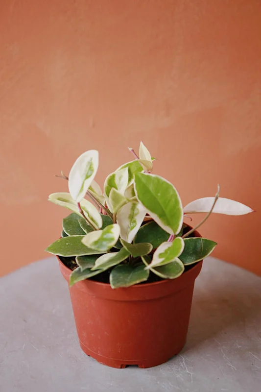 Hoya Tricolor Plant 2 inch Pot Indoor Vine