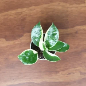 Hoya Tricolor Plant 2 inch Pot Indoor Vine