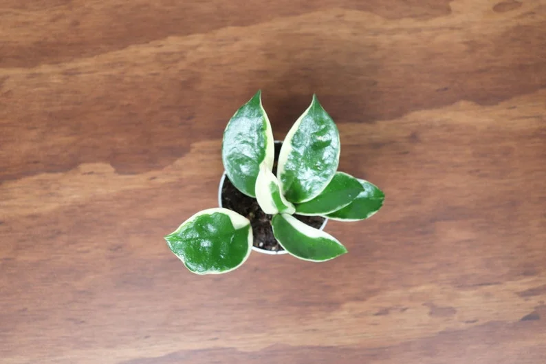 Hoya Tricolor Plant 2 inch Pot Indoor Vine