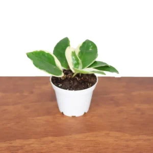 Hoya Tricolor Plant 2 inch Pot Indoor Vine