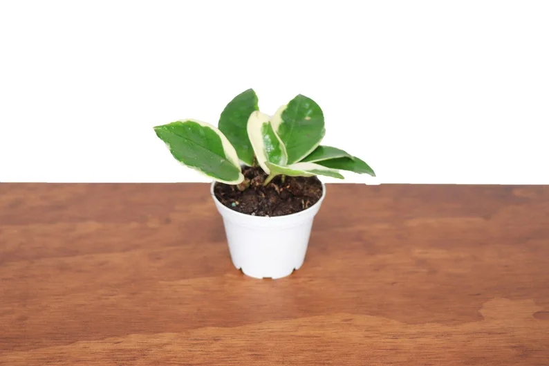 Hoya Tricolor Plant 2 inch Pot Indoor Vine