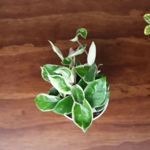 Hoya Tricolor Plant - 4 Inch Potted Hoya Tricolor - Unique Indoor Plant