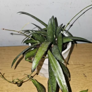 Hoya Wayetii Green in 4" Pot - Wax Flower Burgundy Flowers, Low Sun Plant