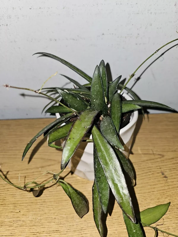 Hoya Wayetii Green in 4" Pot - Wax Flower Burgundy Flowers, Low Sun Plant