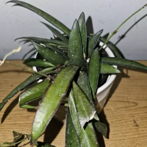 Hoya Wayetii Green in 4" Pot - Wax Flower Burgundy Flowers, Low Sun Plant