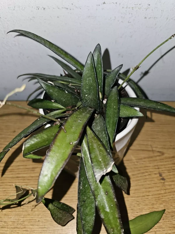 Hoya Wayetii Green in 4" Pot - Wax Flower Burgundy Flowers, Low Sun Plant